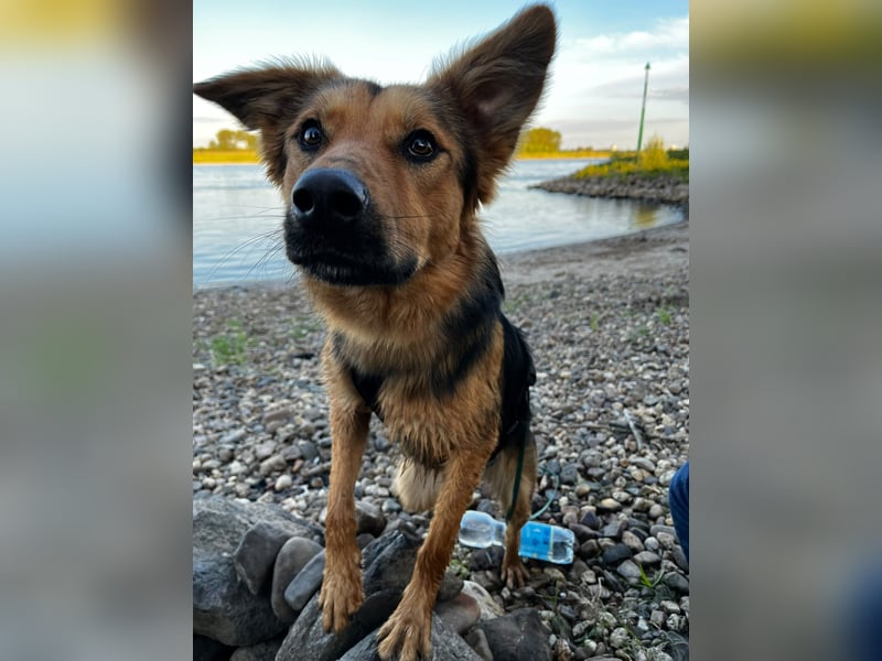 ELY, Traumtyp, Schäferhund-Mix, 1,5 Jahre, 50 cm, Pflegestelle Duisburg, Tierschutz Rumänien