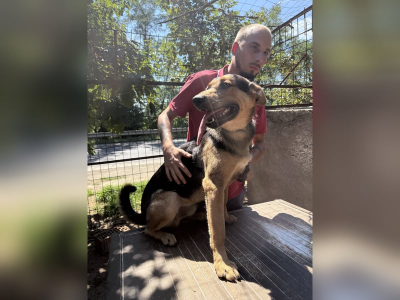 Jankó wartet schon so lange auf ein Zuhause