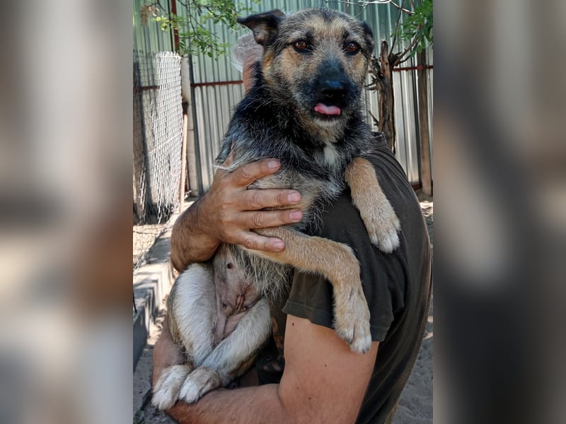 Norka - eine wundervolle Hündin