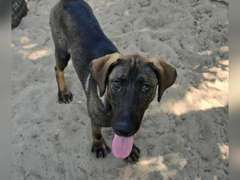 Valentino sucht ein warmes und liebevolles Zuhause