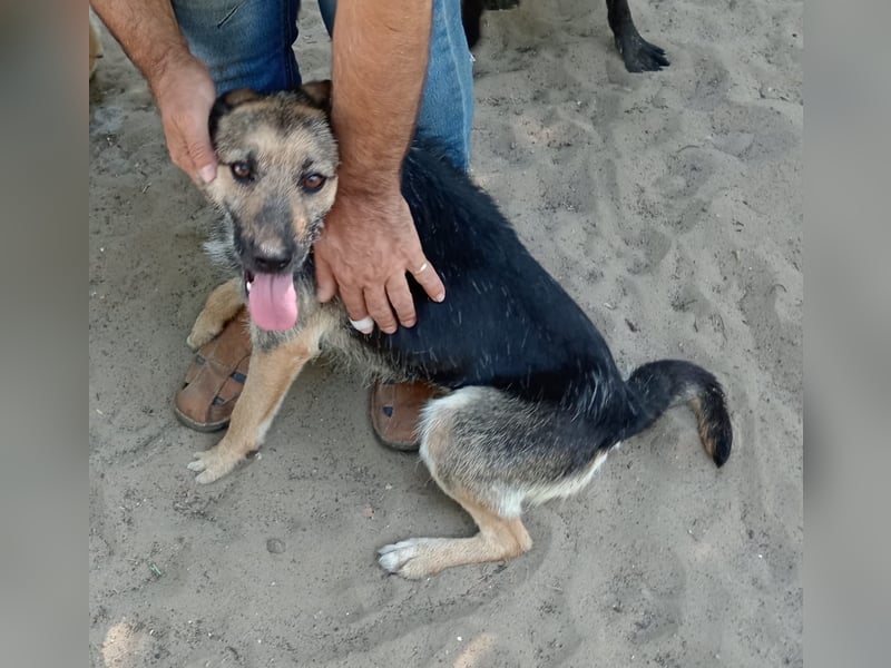 Norka - eine wundervolle Hündin