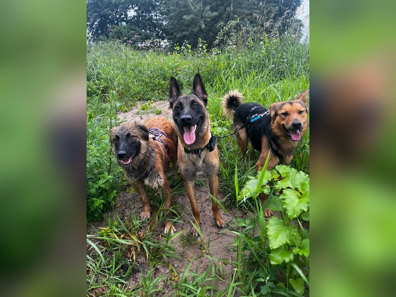 ELY, Traumtyp, Schäferhund-Mix, 1,5 Jahre, 50 cm, Pflegestelle Duisburg, Tierschutz Rumänien