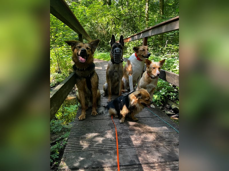 ELY, Traumtyp, Schäferhund-Mix, 1,5 Jahre, 50 cm, Pflegestelle Duisburg, Tierschutz Rumänien