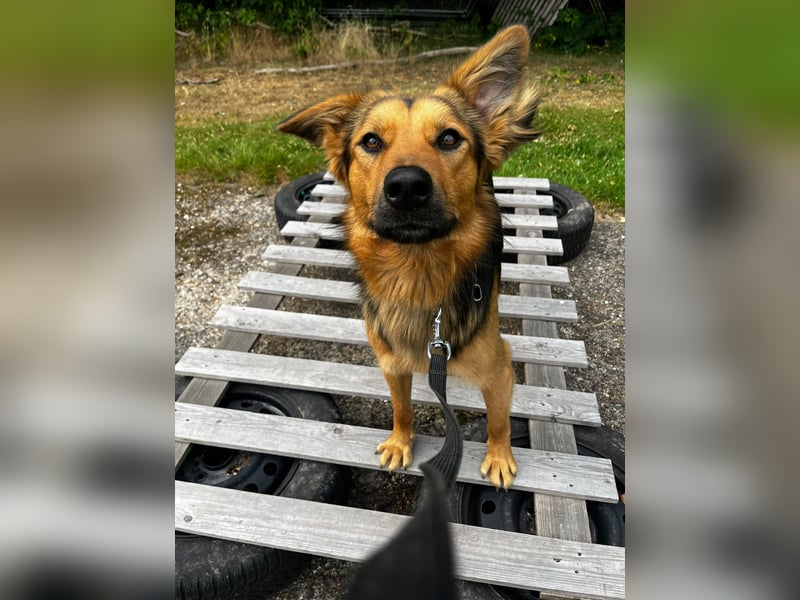 ELY, Traumtyp, Schäferhund-Mix, 1,5 Jahre, 50 cm, Pflegestelle Duisburg, Tierschutz Rumänien