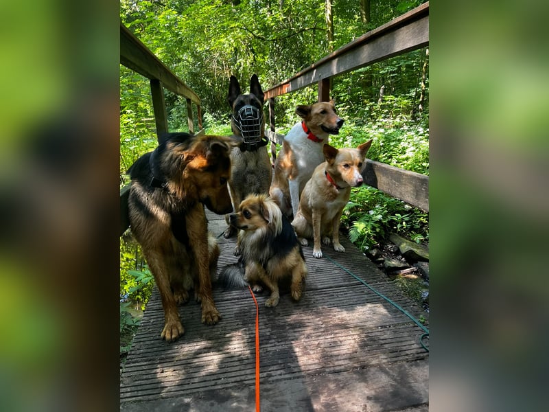 ELY, Traumtyp, Schäferhund-Mix, 1,5 Jahre, 50 cm, Pflegestelle Duisburg, Tierschutz Rumänien