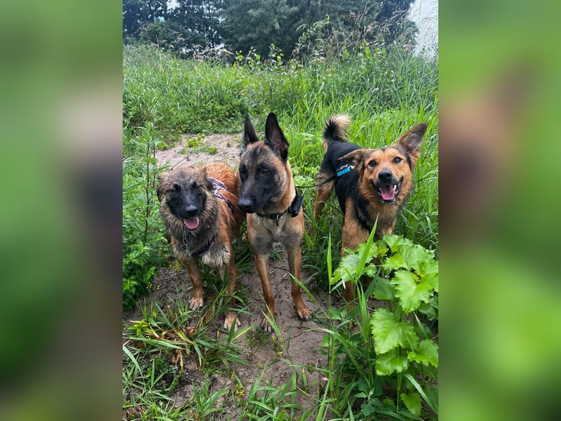 ELY, Traumtyp, Schäferhund-Mix, 1,5 Jahre, 50 cm, Pflegestelle Duisburg, Tierschutz Rumänien