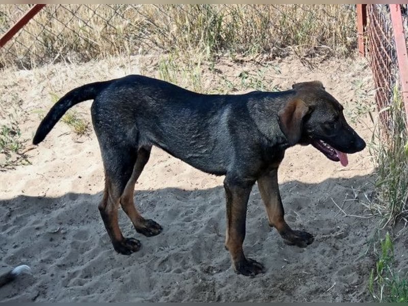 Valentino sucht ein warmes und liebevolles Zuhause