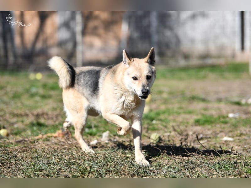 Gloria, zartes Seelchen sucht liebevolles und  Zuhause