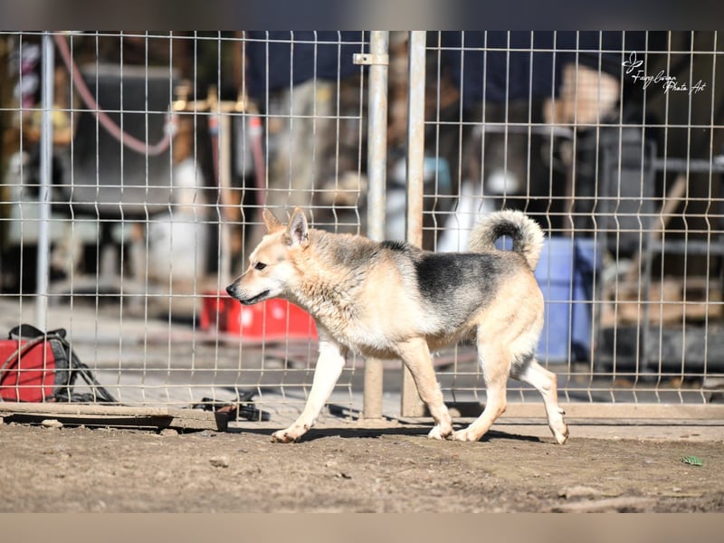 Gloria, zartes Seelchen sucht liebevolles und  Zuhause