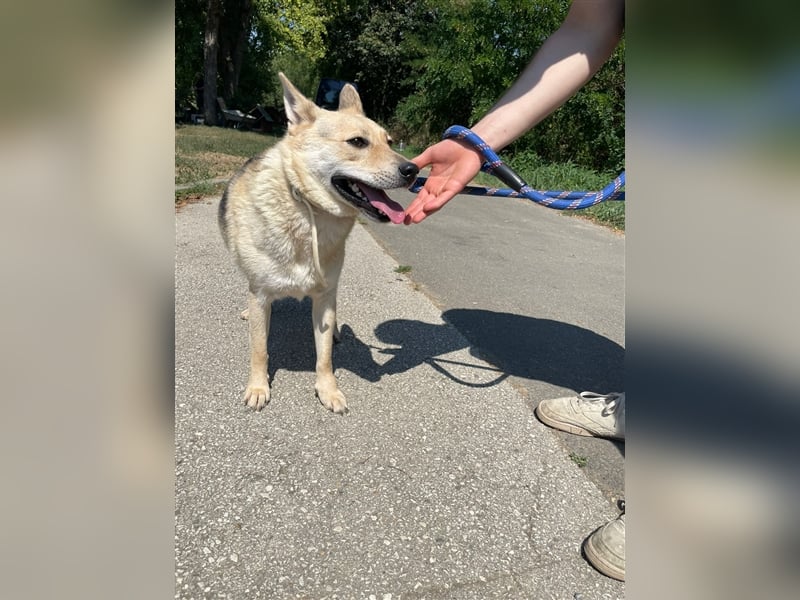 Gloria, zartes Seelchen sucht liebevolles und  Zuhause