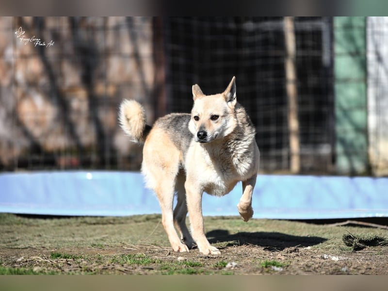 Gloria, zartes Seelchen sucht liebevolles und  Zuhause