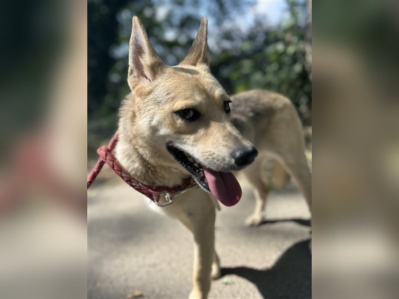 Gloria, zartes Seelchen sucht liebevolles und  Zuhause