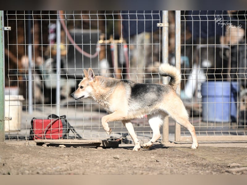 Gloria, zartes Seelchen sucht liebevolles und  Zuhause