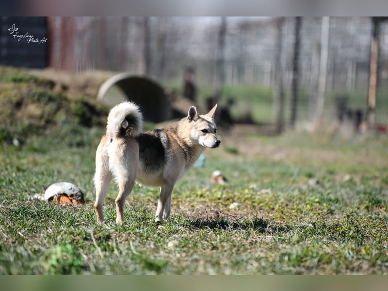 Gloria, zartes Seelchen sucht liebevolles und  Zuhause