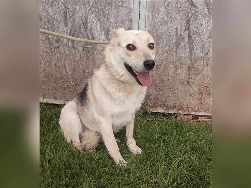 Gloria, zartes Seelchen sucht liebevolles und  Zuhause