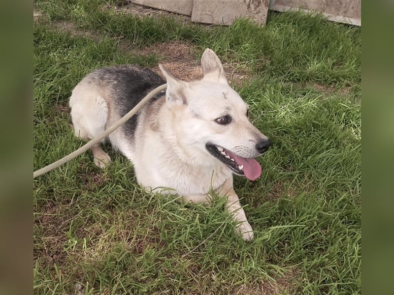 Gloria, zartes Seelchen sucht liebevolles und  Zuhause