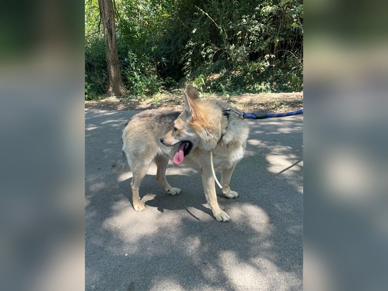 Gloria, zartes Seelchen sucht liebevolles und  Zuhause