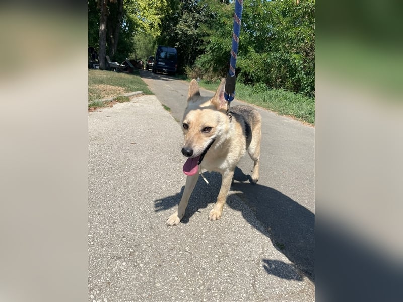 Gloria, zartes Seelchen sucht liebevolles und  Zuhause