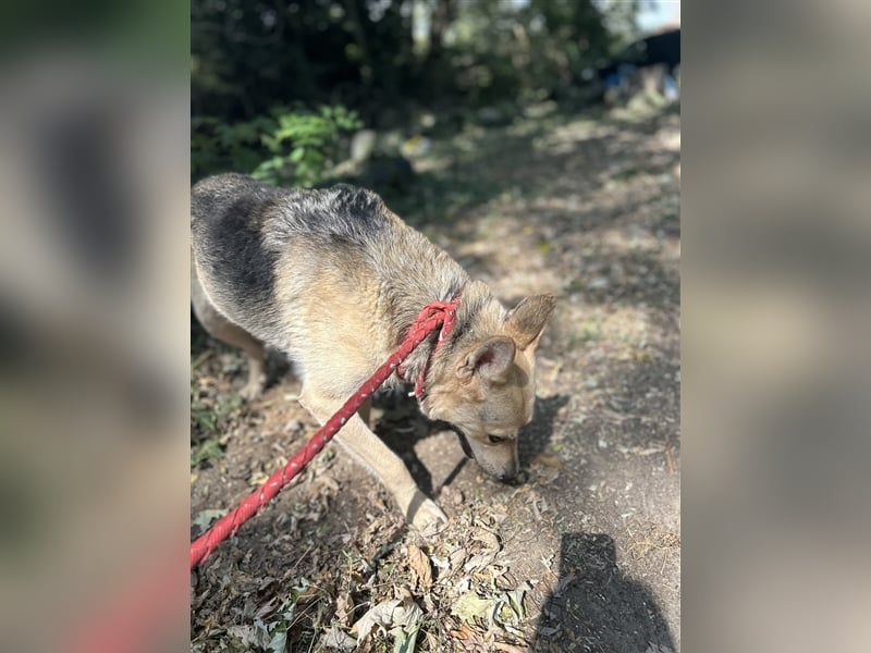 Gloria, zartes Seelchen sucht liebevolles und  Zuhause