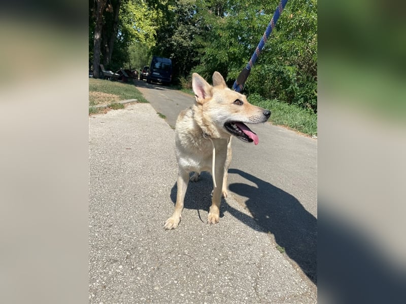 Gloria, zartes Seelchen sucht liebevolles und  Zuhause