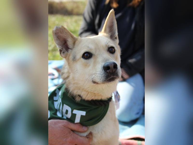 Gloria, zartes Seelchen sucht liebevolles und  Zuhause