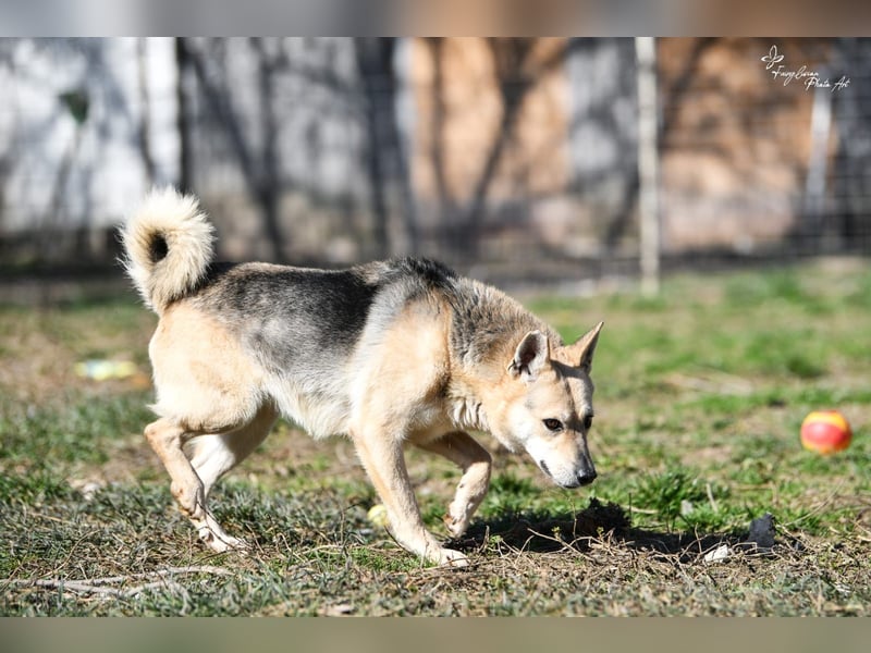 Gloria, zartes Seelchen sucht liebevolles und  Zuhause