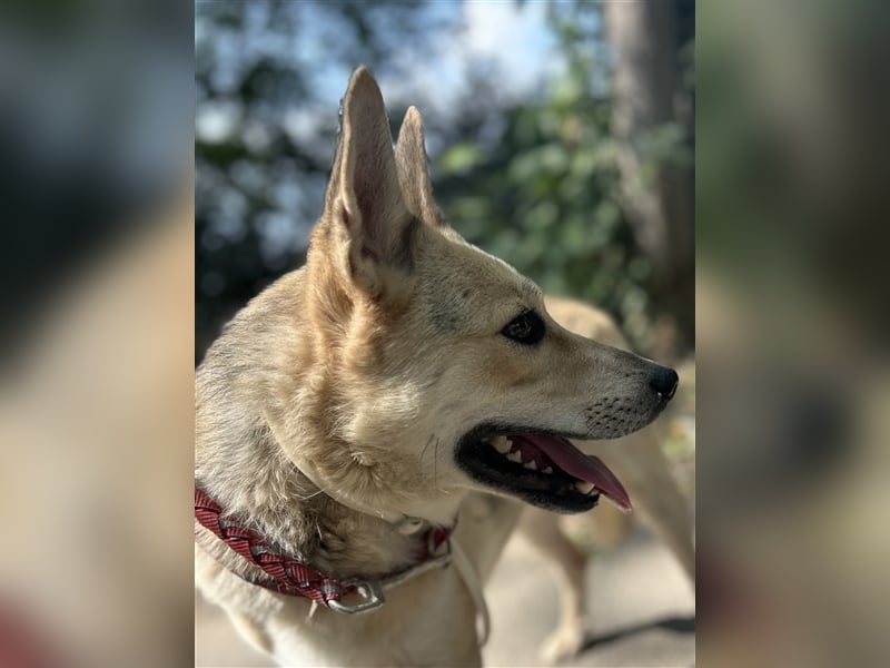 Gloria, zartes Seelchen sucht liebevolles und  Zuhause