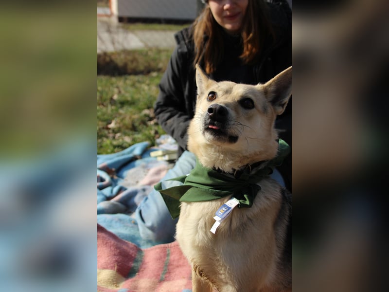 Gloria, zartes Seelchen sucht liebevolles und  Zuhause