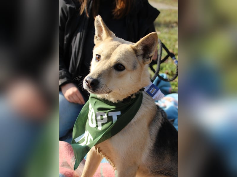 Gloria, zartes Seelchen sucht liebevolles und  Zuhause