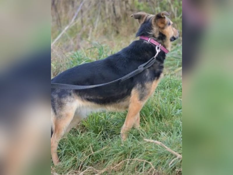 SANFTE, ZURÜCKHALTENDE HÜNDIN “SHILA”, SUCHT RUHIGES ZUHAUSE