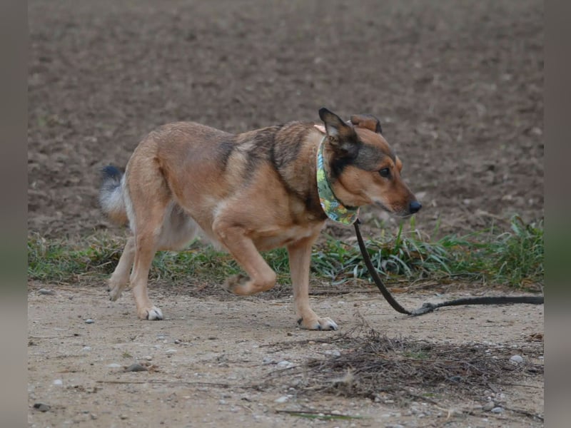 Hündin PEPSI sucht ein ruhiges und stabiles Zuhause, gerne mit einem lieben souveränen Ersthund.