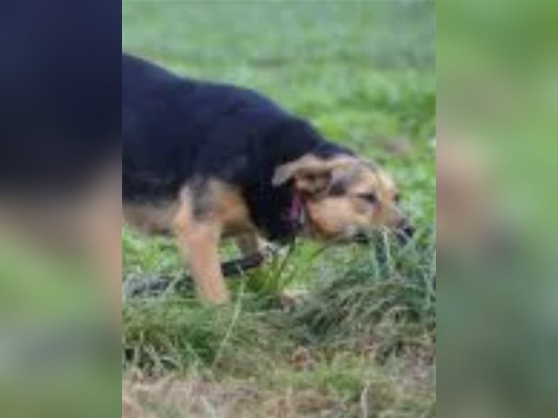 SANFTE, ZURÜCKHALTENDE HÜNDIN “SHILA”, SUCHT RUHIGES ZUHAUSE