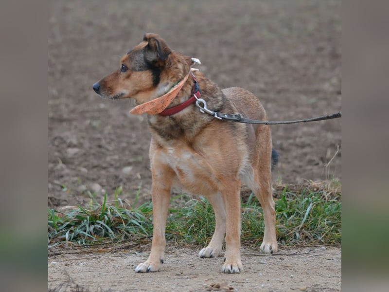 Hündin PEPSI sucht ein ruhiges und stabiles Zuhause, gerne mit einem lieben souveränen Ersthund.