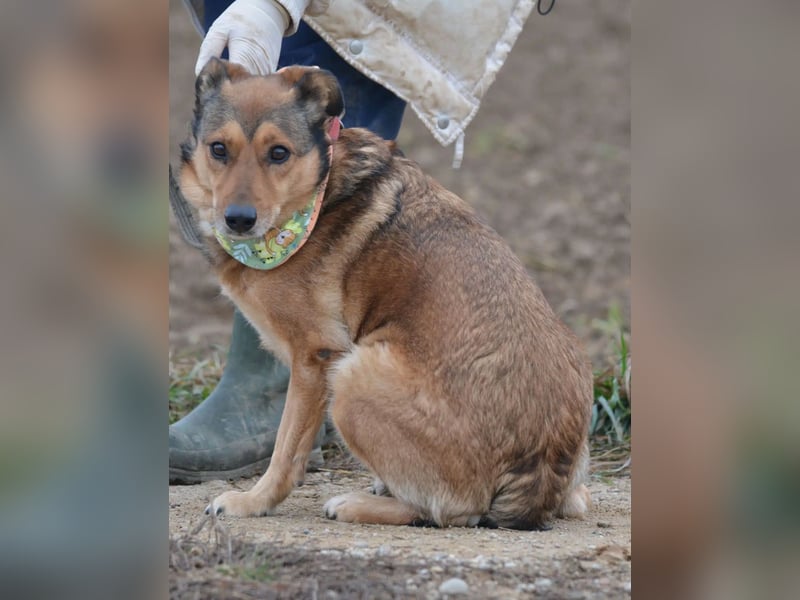 Hündin PEPSI sucht ein ruhiges und stabiles Zuhause, gerne mit einem lieben souveränen Ersthund.