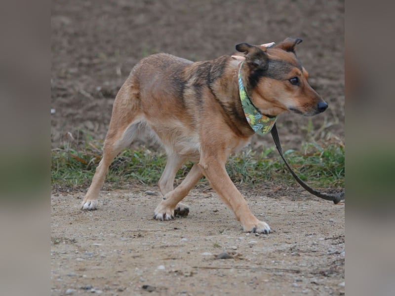 Hündin PEPSI sucht ein ruhiges und stabiles Zuhause, gerne mit einem lieben souveränen Ersthund.