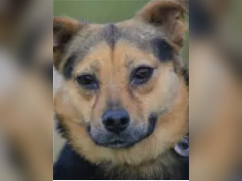 SANFTE, ZURÜCKHALTENDE HÜNDIN “SHILA”, SUCHT RUHIGES ZUHAUSE