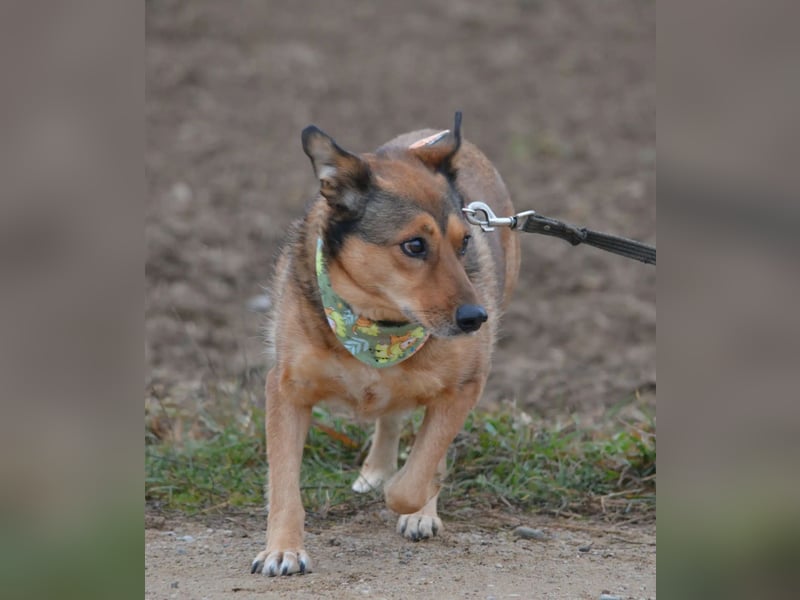 Hündin PEPSI sucht ein ruhiges und stabiles Zuhause, gerne mit einem lieben souveränen Ersthund.