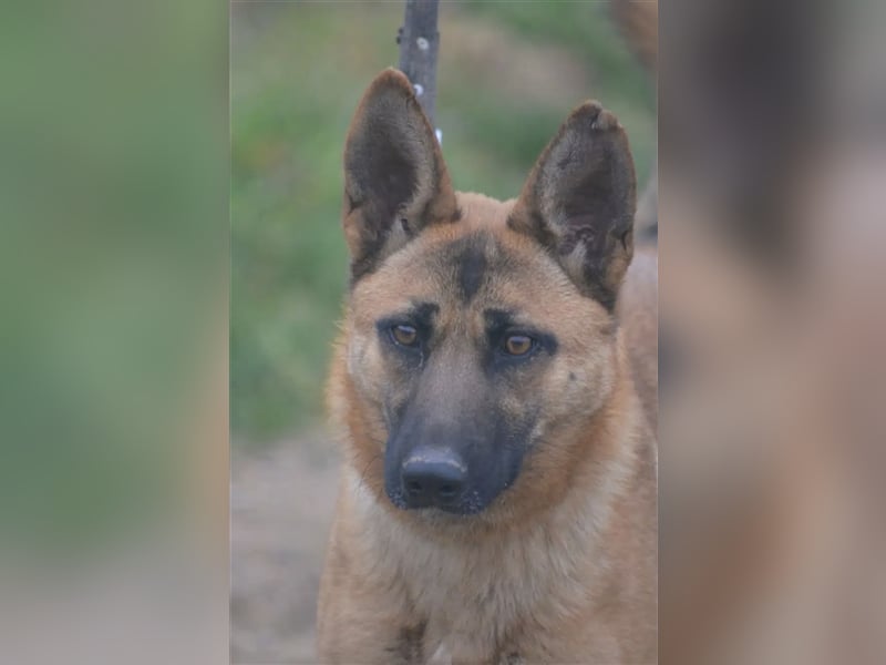 Gina - Sehr kluge und lernfreudige Hündin, ca. 2021 geboren