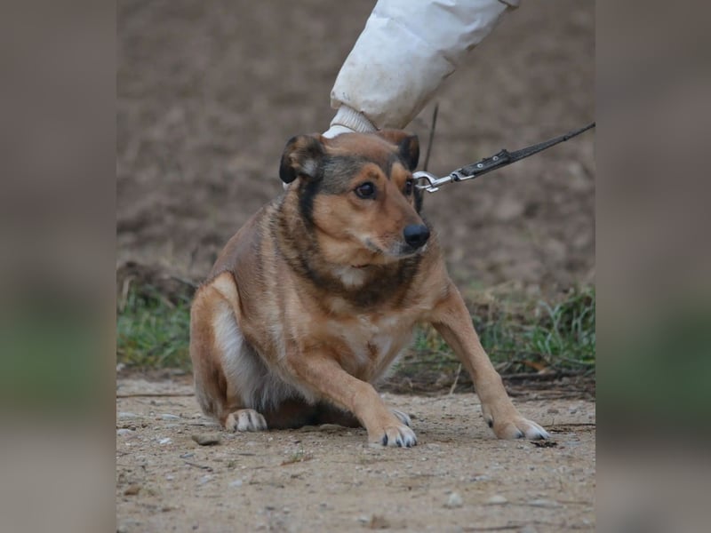 Hündin PEPSI sucht ein ruhiges und stabiles Zuhause, gerne mit einem lieben souveränen Ersthund.