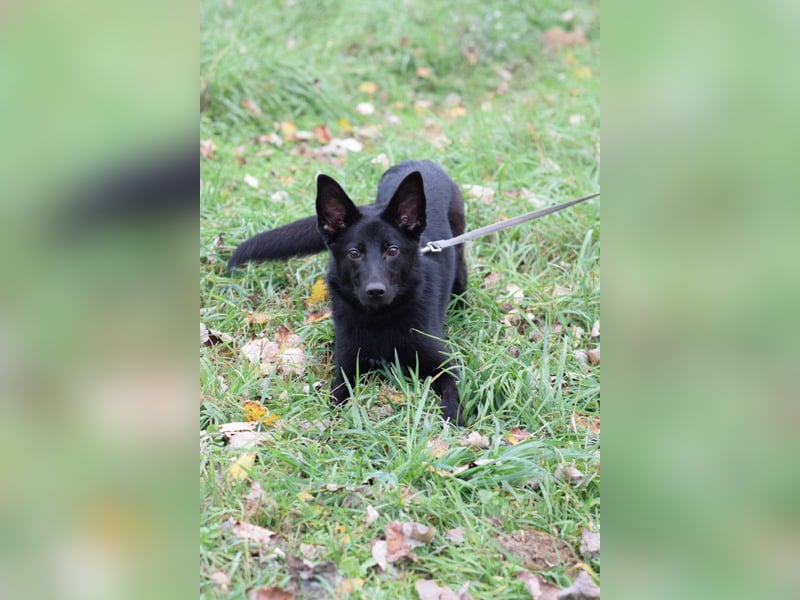 Chica - liebe, nette Schäfi Mix Hündin mit Handicap