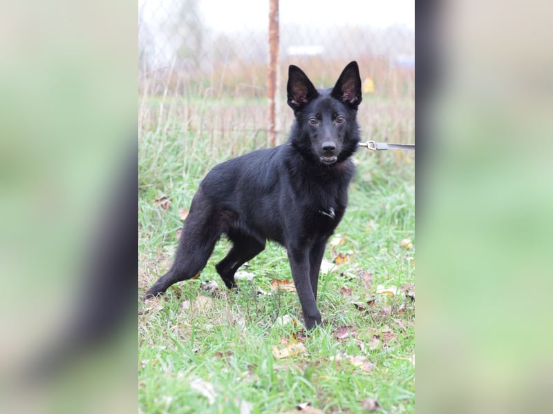 Chica - liebe, nette Schäfi Mix Hündin mit Handicap