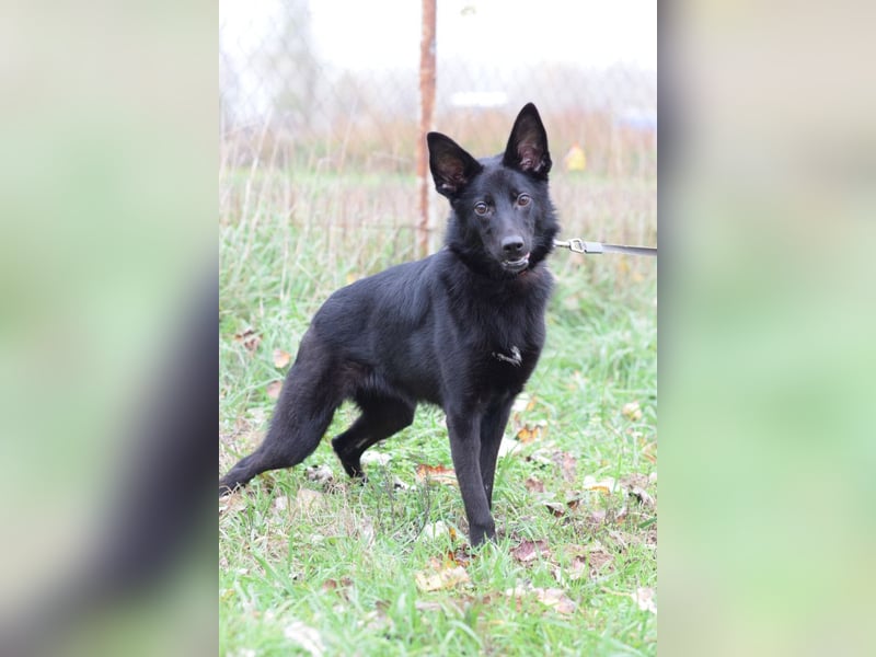 Chica - liebe, nette Schäfi Mix Hündin mit Handicap