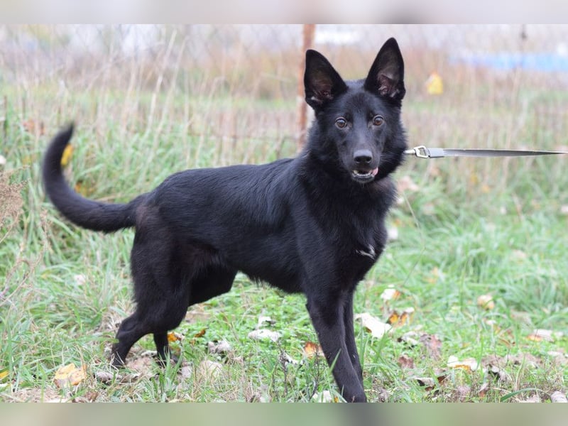 Chica - liebe, nette Schäfi Mix Hündin mit Handicap
