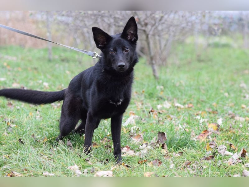 Chica - liebe, nette Schäfi Mix Hündin mit Handicap
