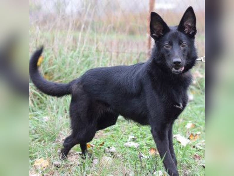 Chica - liebe, nette Schäfi Mix Hündin mit Handicap