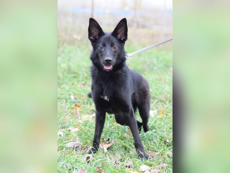 Chica - liebe, nette Schäfi Mix Hündin mit Handicap