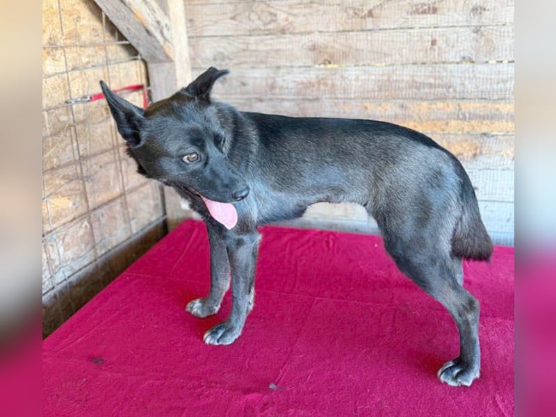 wunderschöne LOLA - 1 Jahr, 45cm/14kg