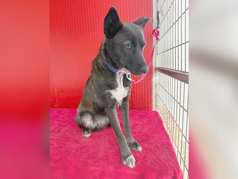 wunderschöne LOLA - 1 Jahr, 45cm/14kg