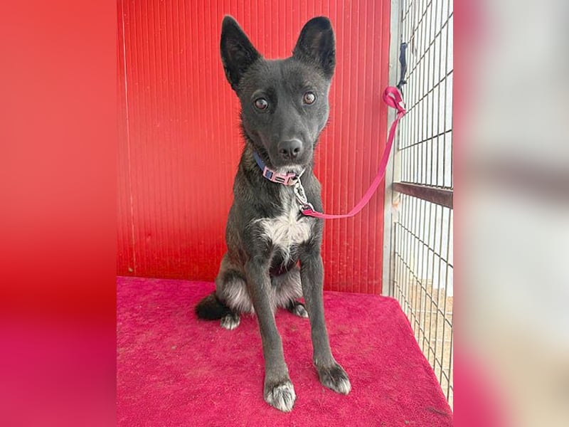 wunderschöne LOLA - 1 Jahr, 45cm/14kg