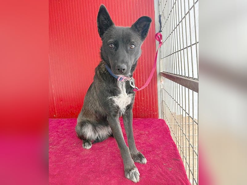 wunderschöne LOLA - 1 Jahr, 45cm/14kg